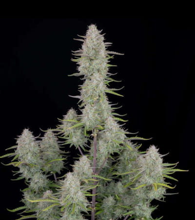 Wedding Cheesecake Auto > Fast Buds Company | Autoflowering Hanfsamen  |  Sativa