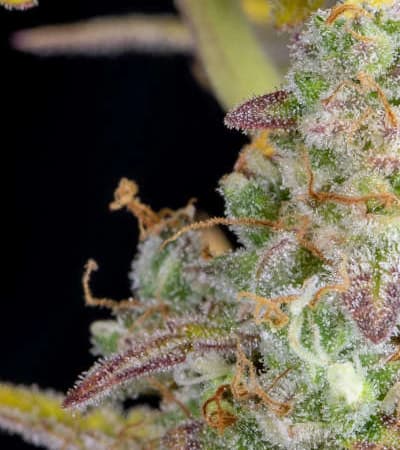 Wedding Cheesecake Auto > Fast Buds Company | Semillas autoflorecientes  |  Sativa