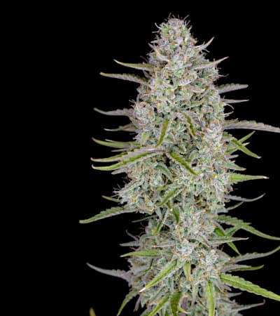 Wedding Cheesecake Auto > Fast Buds Company | Graines Autofloraison  |  Sativa