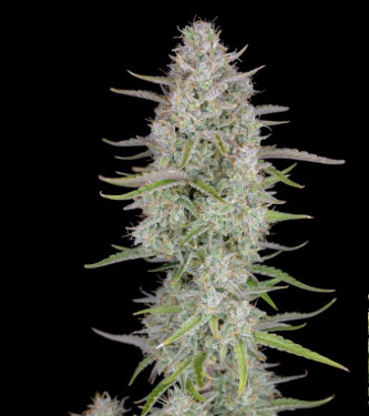 Wedding Cheesecake Fast Flowering > Fast Buds Company | Graines Féminisées  |  Sativa