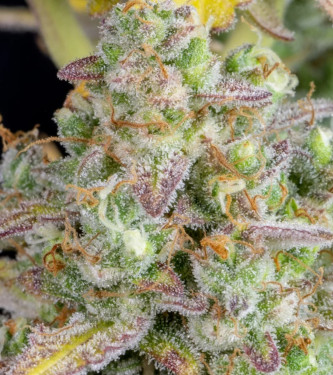 Wedding Cheesecake Fast Flowering > Fast Buds Company | Semillas feminizadas  |  Sativa