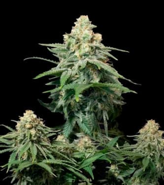 Wedding Cheesecake Fast Flowering > Fast Buds Company | Semillas feminizadas  |  Sativa