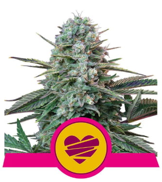 Wedding Crasher > Royal Queen Seeds | Feminisierte Hanfsamen  |  Hybrid