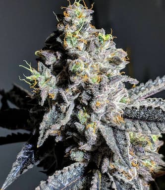 Wedding Gelato > Linda Seeds | Cannabis seeds recommendations  |  Affordable Cannabis