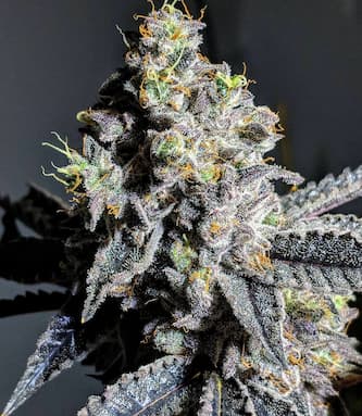 Wedding Gelato > Linda Seeds | Cannabis seeds recommendations  |  Cheap Cannabis