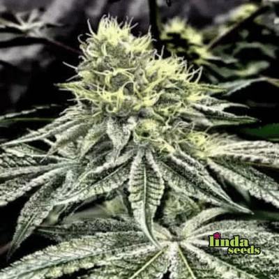 Wedding Gelato Samen > Linda Seeds | Hanfsamen Empfehlungen  |  Günstige Hanfsamen