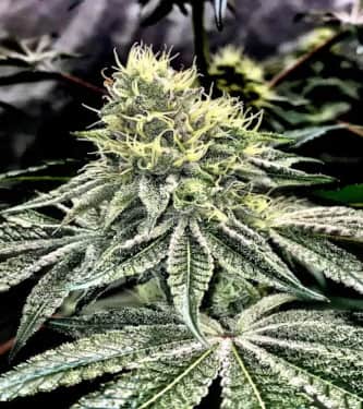 Wedding Gelato > Linda Seeds | Cannabis seeds recommendations  |  Affordable Cannabis