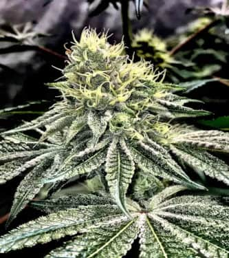 Wedding Gelato > Linda Seeds | Cannabis seeds recommendations  |  Cheap Cannabis