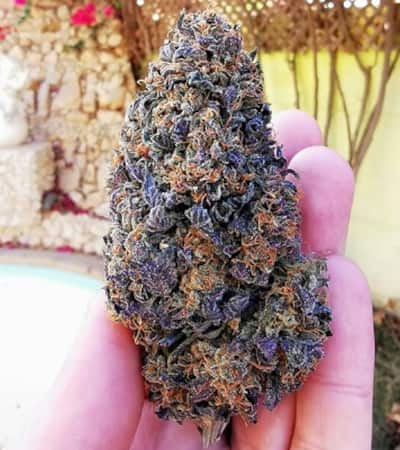 Wedding Gelato (USA Premium) > Royal Queen Seeds | Feminized Marijuana   |  hybrid