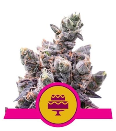 Wedding Gelato (USA Premium) > Royal Queen Seeds | Semillas feminizadas  |  Híbrido