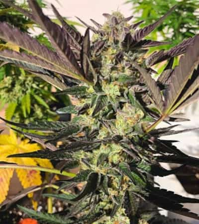 Wedding Gelato (USA Premium) > Royal Queen Seeds | Feminisierte Hanfsamen  |  Hybrid