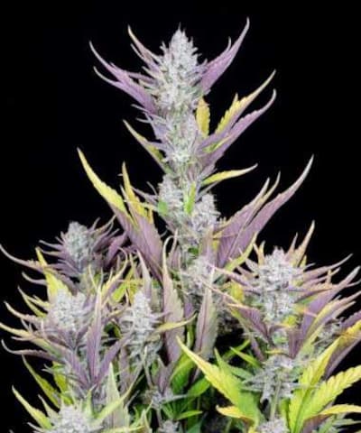 Wedding Glue Auto > Fast Buds Company | Autoflowering Cannabis   |  Hybrid