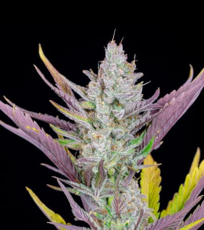 Wedding Glue Auto > Fast Buds Company | Autoflowering Hanfsamen  |  Hybrid