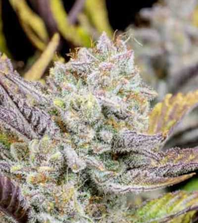 Wedding Glue Auto > Fast Buds Company | Autoflowering Cannabis   |  Hybrid