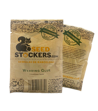 Wedding Glue Auto > Seed Stockers | Autoflowering Hanfsamen  |  Hybrid