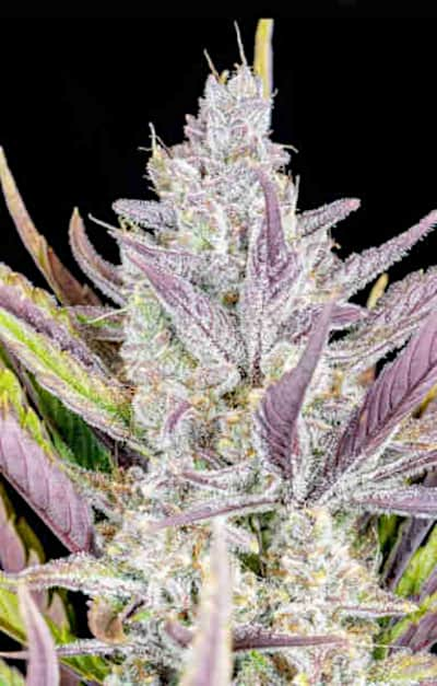 Wedding Glue Auto > Fast Buds Company | Autoflowering Cannabis   |  Hybrid