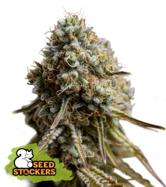 Wedding Glue Auto > Seed Stockers | Autoflowering Hanfsamen  |  Hybrid