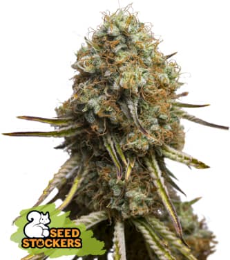 Wedding Glue > Seed Stockers | Feminized Marijuana   |  hybrid