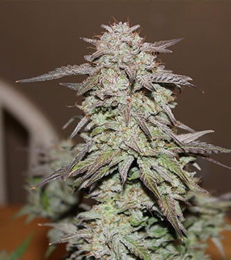 West Coast O.G. > Fast Buds Company | Semillas autoflorecientes  |  Índica