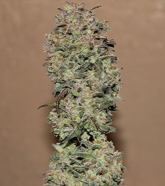 West Coast O.G. > Fast Buds Company | Semillas autoflorecientes  |  Índica