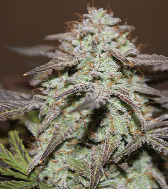 West Coast O.G. > Fast Buds Company | Autoflowering Hanfsamen  |  Indica