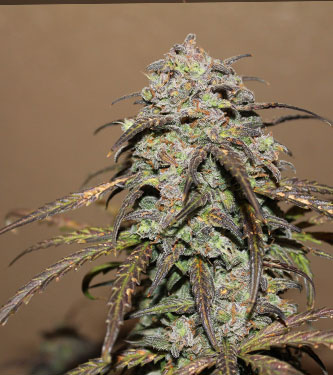 West Coast O.G. > Fast Buds Company | Semillas autoflorecientes  |  Índica