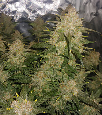 West Coast O.G. > Fast Buds Company | Autoflowering Cannabis   |  Indica