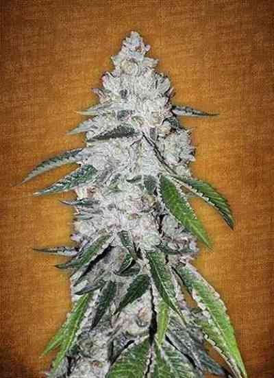 West Coast O.G. > Fast Buds Company | Autoflowering Cannabis   |  Indica