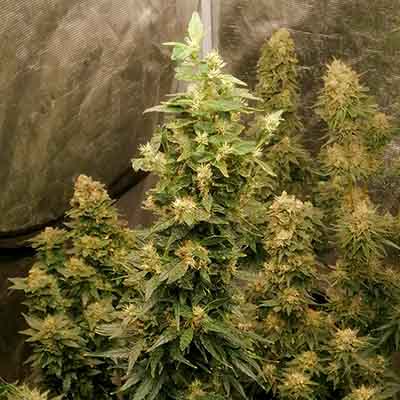 Wham Boom > Anesia Seeds | Feminisierte Hanfsamen  |  Hybrid