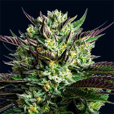 Wham Boom > Anesia Seeds | Feminized Cannabis   |  Hybrid