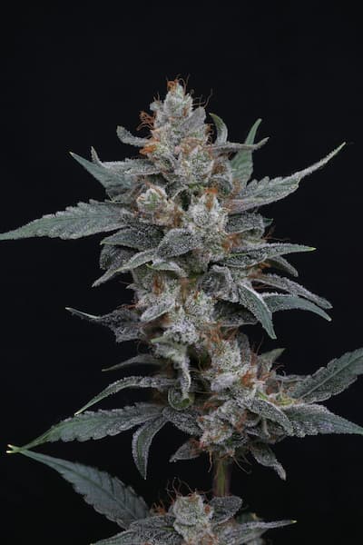 Whipped Runtz Auto semilla > Pure Instinto | Semillas de marihuana autoflorecientes  |  Híbrido