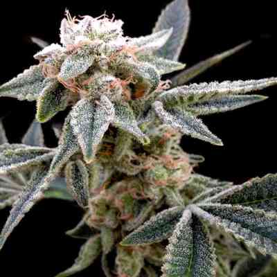 White Alien > Grow Your Own | Feminized Marijuana   |  hybrid