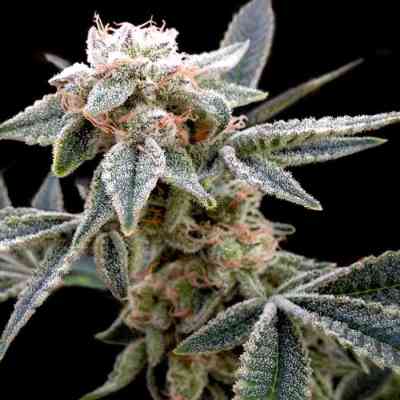 White Alien > Grow Your Own | Feminisierte Hanfsamen  |  Hybrid