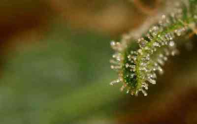 White Berry > Paradise Seeds | Graines Féminisées  |  Indica