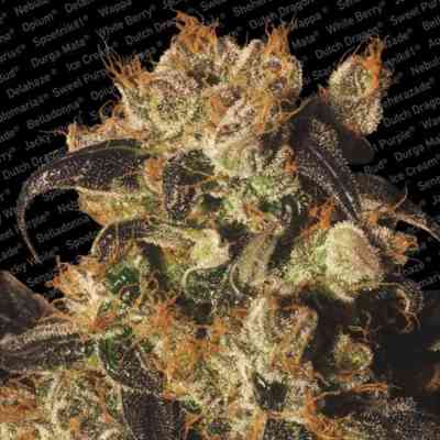Collection Pack Indica Champions > Paradise Seeds | Graines Féminisées  |  Indica