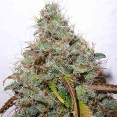 White Berry > Paradise Seeds | Feminized Marijuana   |  Indica