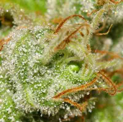 White Berry > Paradise Seeds | Feminized Marijuana   |  Indica