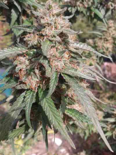 White Berry > Paradise Seeds | Feminisierte Hanfsamen  |  Indica