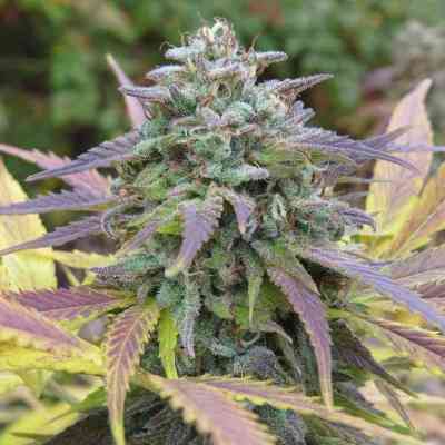 White Berry > Paradise Seeds | Feminized Marijuana   |  Indica