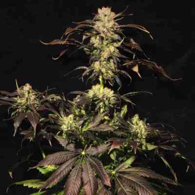 White Berry > Paradise Seeds | Feminized Marijuana   |  Indica