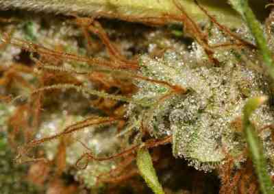 White Berry > Paradise Seeds | Feminized Marijuana   |  Indica