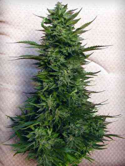 White Berry > Paradise Seeds | Feminisierte Hanfsamen  |  Indica