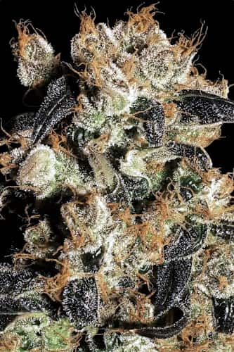 White Berry > Paradise Seeds | Feminized Marijuana   |  Indica