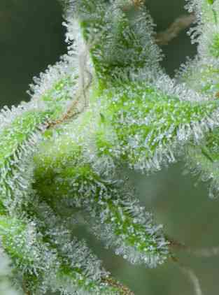White Bhutanese > Mandala Seeds | Feminized Marijuana   |  Sativa