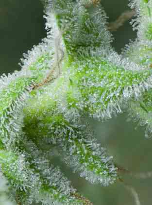 White Bhutanese > Mandala Seeds | Feminisierte Hanfsamen  |  Sativa