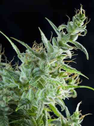 White Bhutanese > Mandala Seeds | Feminized Marijuana   |  Sativa