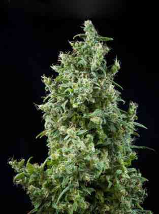 White Bhutanese > Mandala Seeds | Feminisierte Hanfsamen  |  Sativa