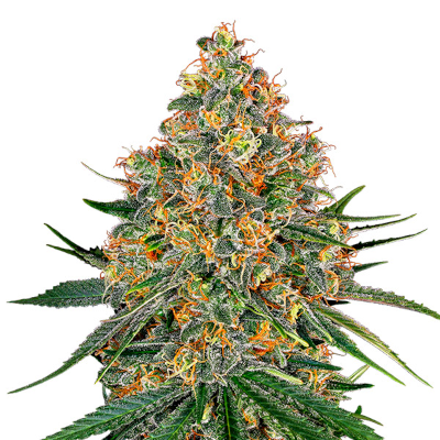 White Cheese > White Label | Feminisierte Hanfsamen  |  Hybrid