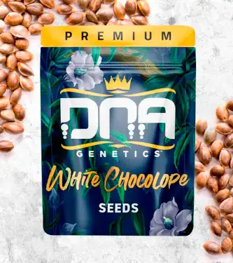 White Chocolope > DNA Genetics | Graines Féminisées  |  Sativa