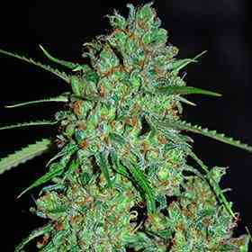 White Critical > G13 Labs | Feminized Marijuana   |  Indica